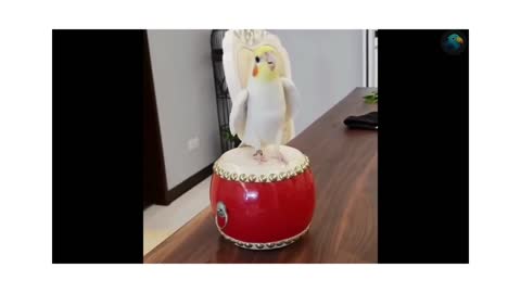 Beautiful Bird Playing Drum 😍 😍 😍