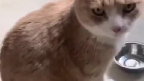 Funny hungry cat asking for food