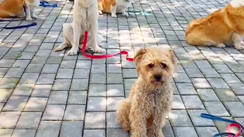 Happy hour for dogs, which one is your favorite?