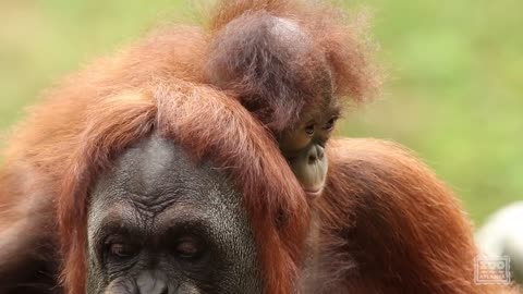 Introducing Orangutan Keju