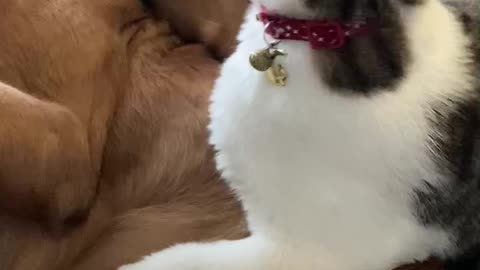 Cat attacks golden pup!
