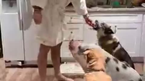 Man Feeds Carrots To His Pet Dogs And Pig