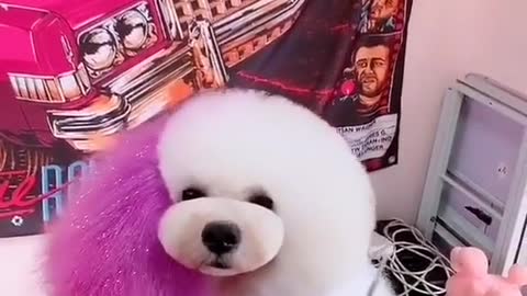 Haircut technique for bear dog