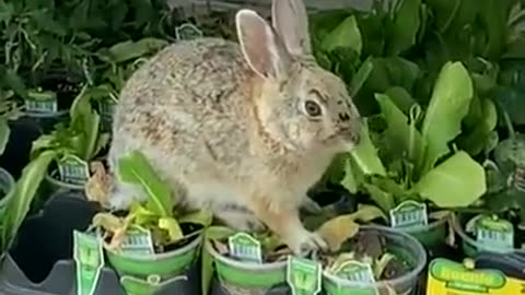 Bunny Eating Plants At Home Depot