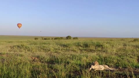 Leopard at rest