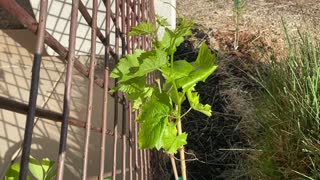 Black Monukka grapevine growing