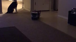 Dog chasing laser around living room