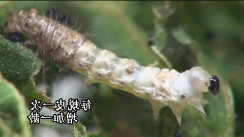 The lifetime of silkworm