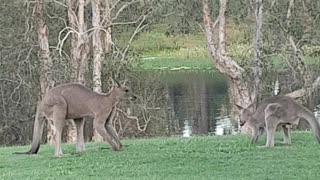 Kangaroos Playing