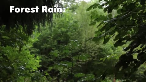 Forest Rain (One Hour)