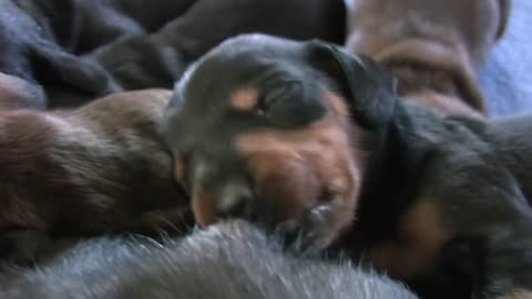 Funny Dachshund 10 day old pups