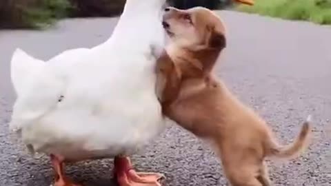 Duck||Dog||Cute||