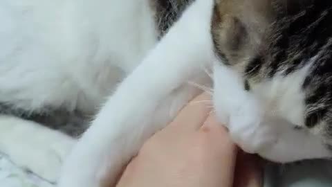 Cat angry when I touch his stomach