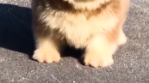 These puppies the fluffiest, chubbiest and cuties you'll ever see