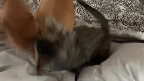 Chihuahua and kitten fight out on bed..
