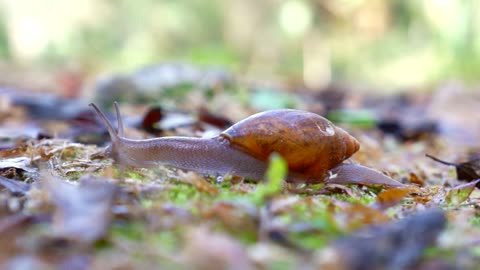 Snails on their way home