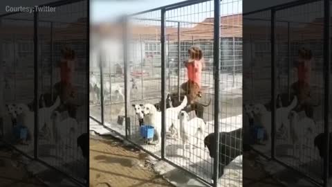 Dogs busting out of jail