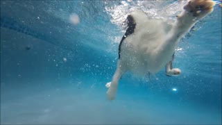 Border Collie Feature swims underwater in swimming pool to get kong wubba dog toy