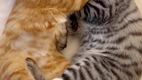 cat romantic video ,cat funny videos.funny video