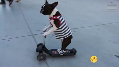 Amazing dog on a scooter - funny animal videos