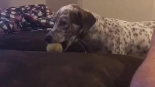 Black and white spotted dog brings ball to owner then throws it at owner