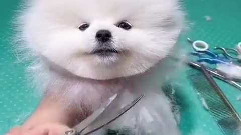 cute & funny dog -tik tok funny dog #shorts