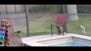 Our Cat being taunted by a Squirrel