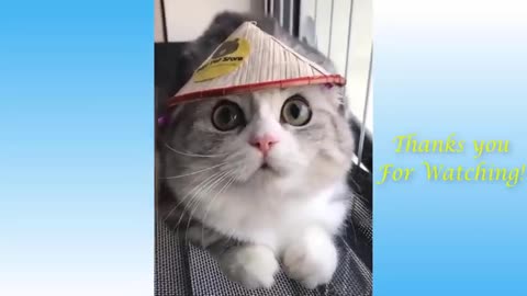 Funny cat video !try to not Laugh