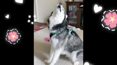 Cute and funny dogs like to say something in the comments section