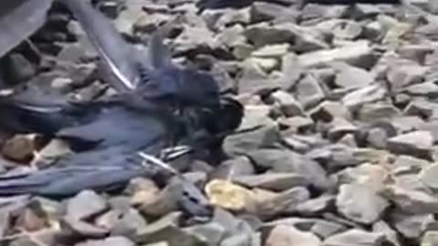 Along the route of train transport of Ukrainian grain, birds died after eating the falling grains.