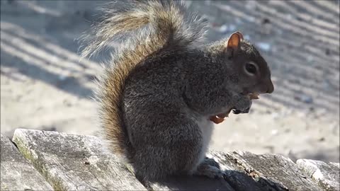 The eastern gray squirrel