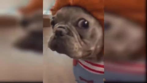 Cute and Funny Dog Videos :D