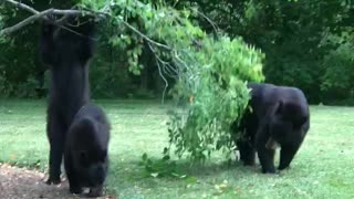 Bears Burglarizing Bank's Berries