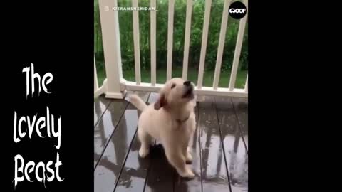 Puppy Enjoying the Rain 🤣😂