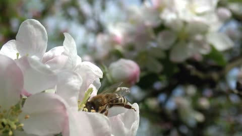 A bee collecting pollen from a flower