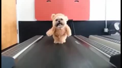 Cute fluffy Dog starts training with treadmill