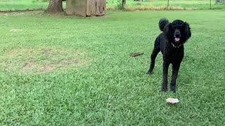 Malinois verses standard poodle