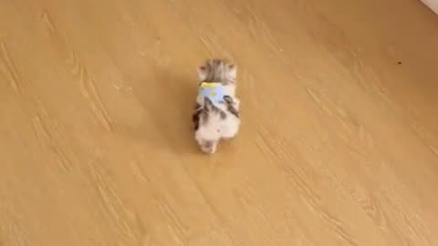 Adorable Feline Frenzy