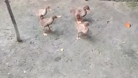 Cute ducks