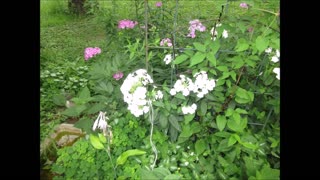 Deep Connection White Phlox July 2021