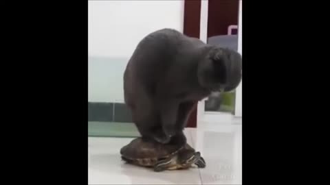 Funny animals videos 🤣🤣🤣🤣