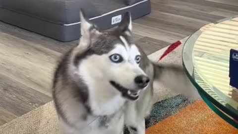 The way she gets excited funny dog