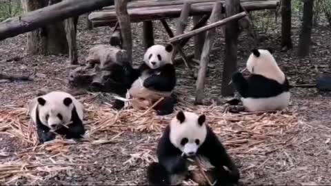 Green bamboo is the favorite food of giant pandas