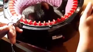 Spinning cat