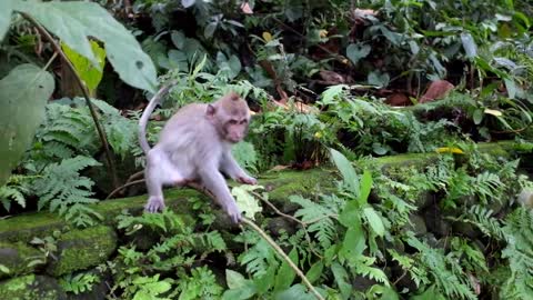 A Sweet mangke in forest #Alanimals