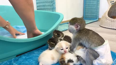 "Mom it is my kitten!" - baby monkey Susie is worried and does not give kitten, hugging him