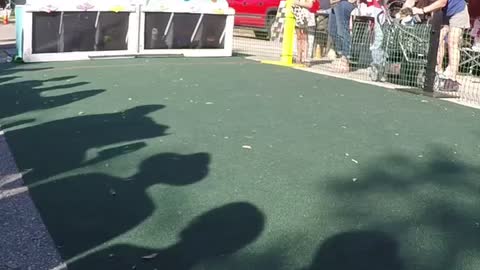 Florida Wiener Dog Derby