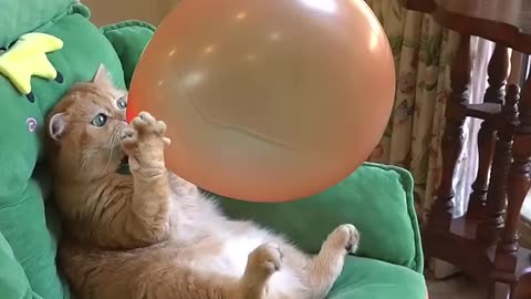 Cat playing with baloon