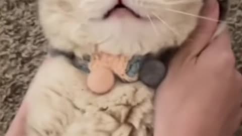 Cute and Funny Cat Videos to Keep You Smiling!