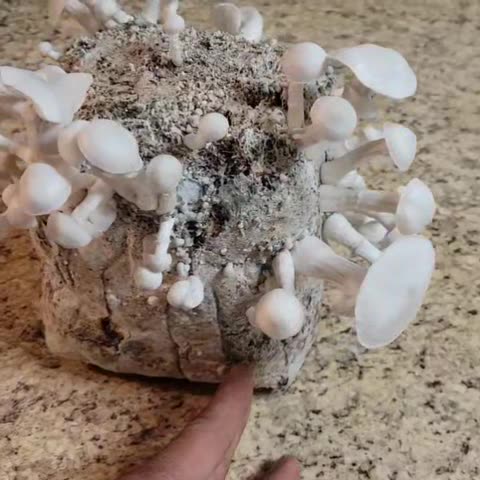 Albino Cambodia mushroom 🍄 Fruiting block
